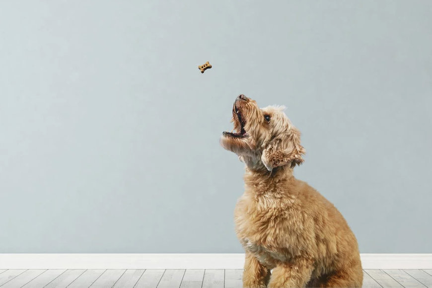 ADM Explores how Functional Ingredients in Pet Products Are More Than a Nice to Have